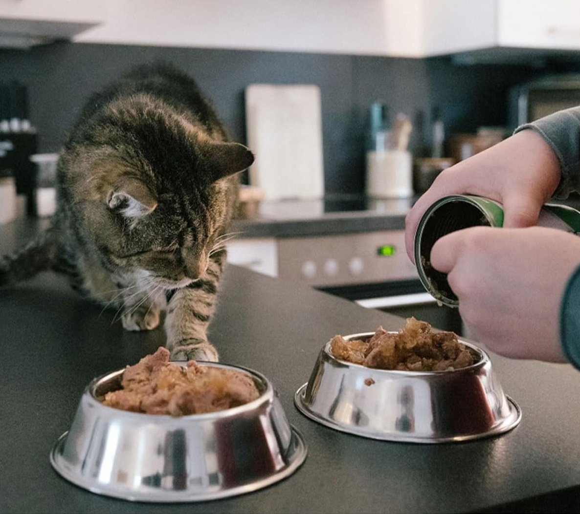 Pet Food Packaging